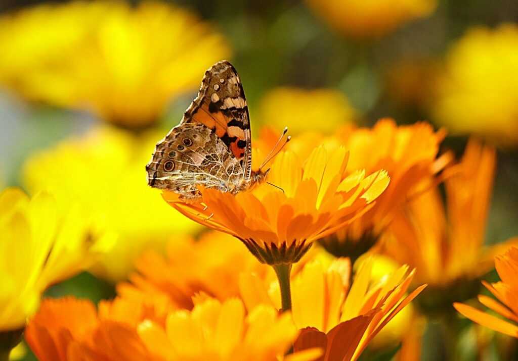 butterfly, insect, flower