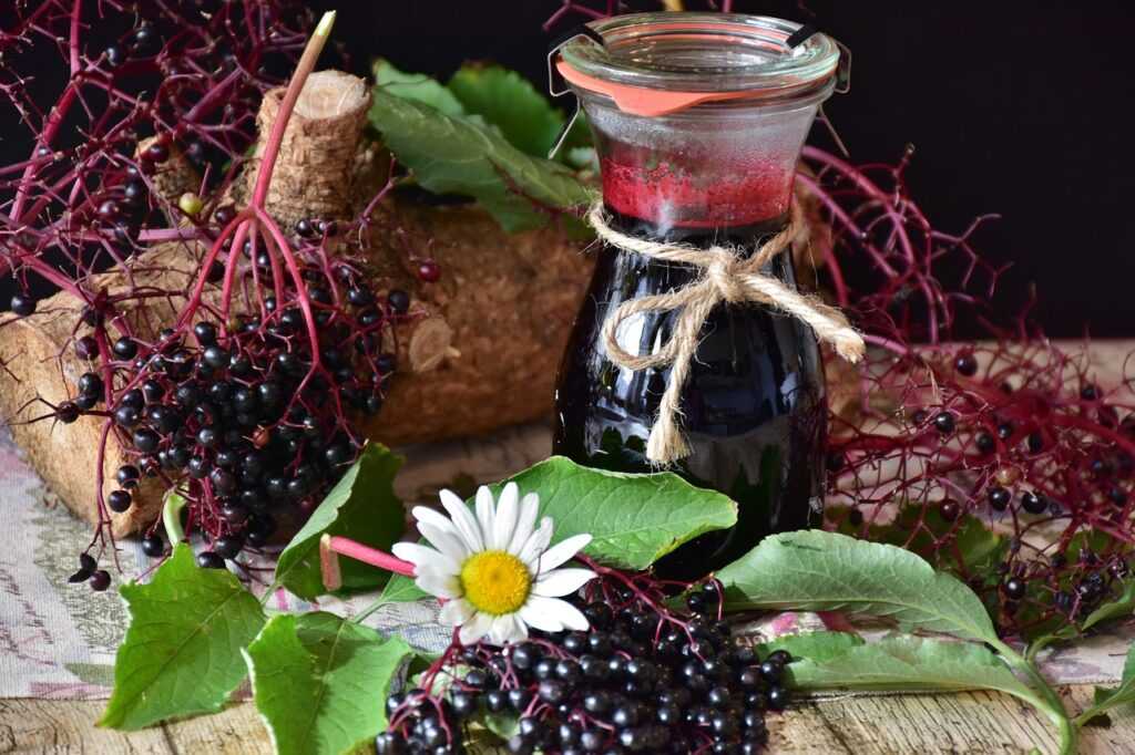 elder, elderberries, berries