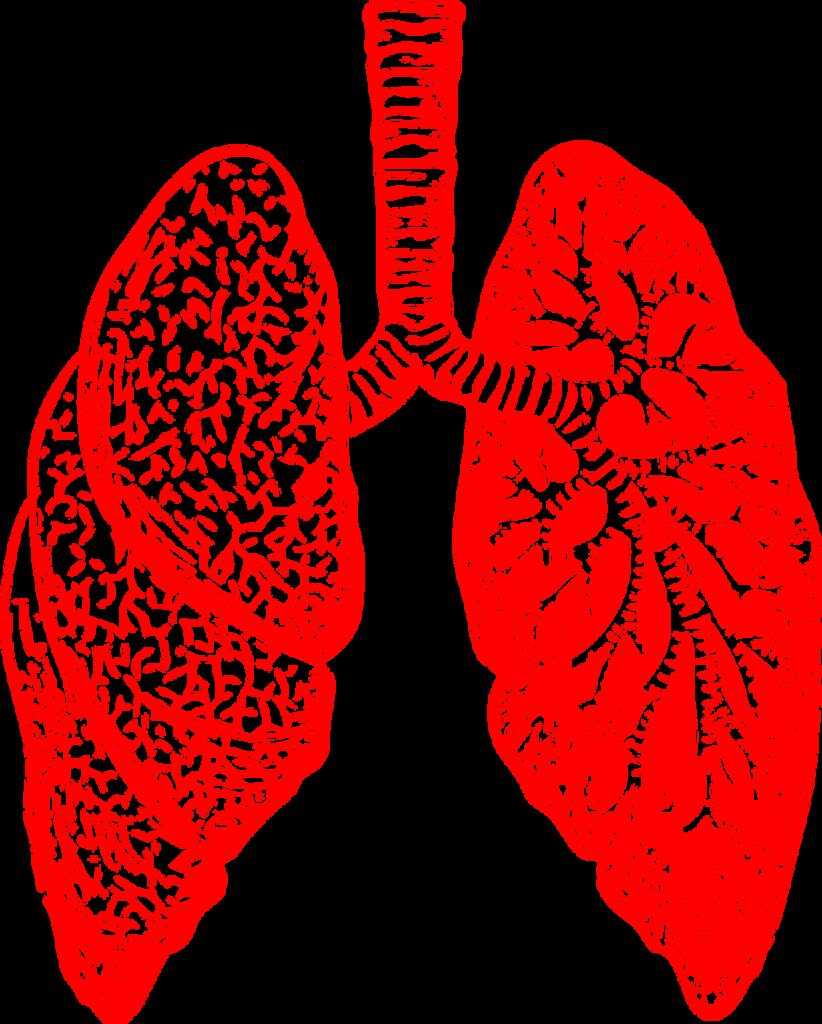 lungs, anatomy, breathing