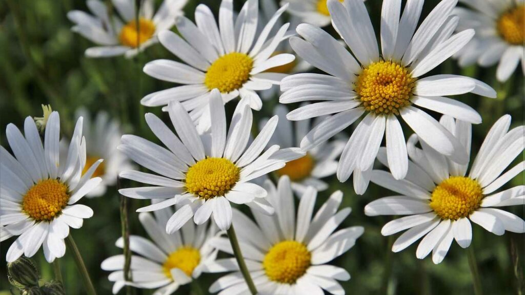 the smell of, flourishing, meadows