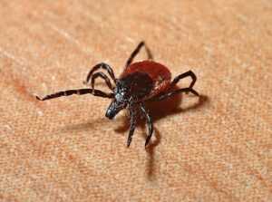 tick, lyme disease, mites