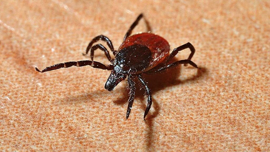 tick, lyme disease, mites